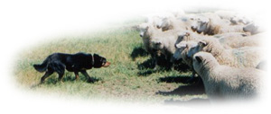 Working Kelpies